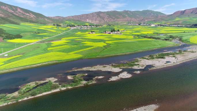 青海门源大通河油菜花大雁群