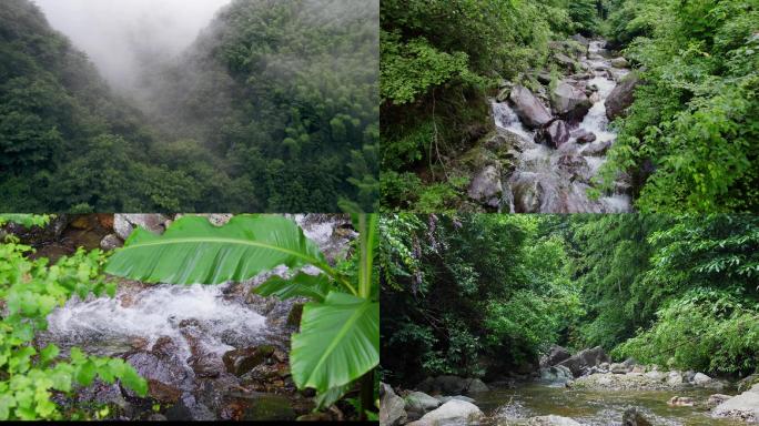 原始森林山泉水安徽石台仙寓山绿水青山