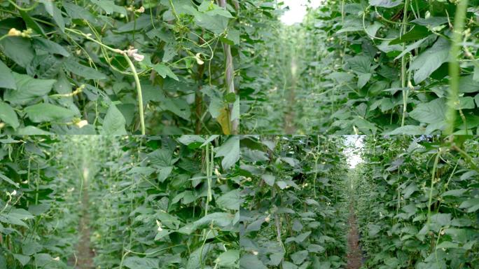 农产品种植有机蔬菜长豆角