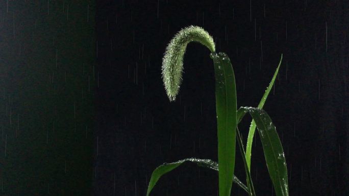 4k唯美雨中小草