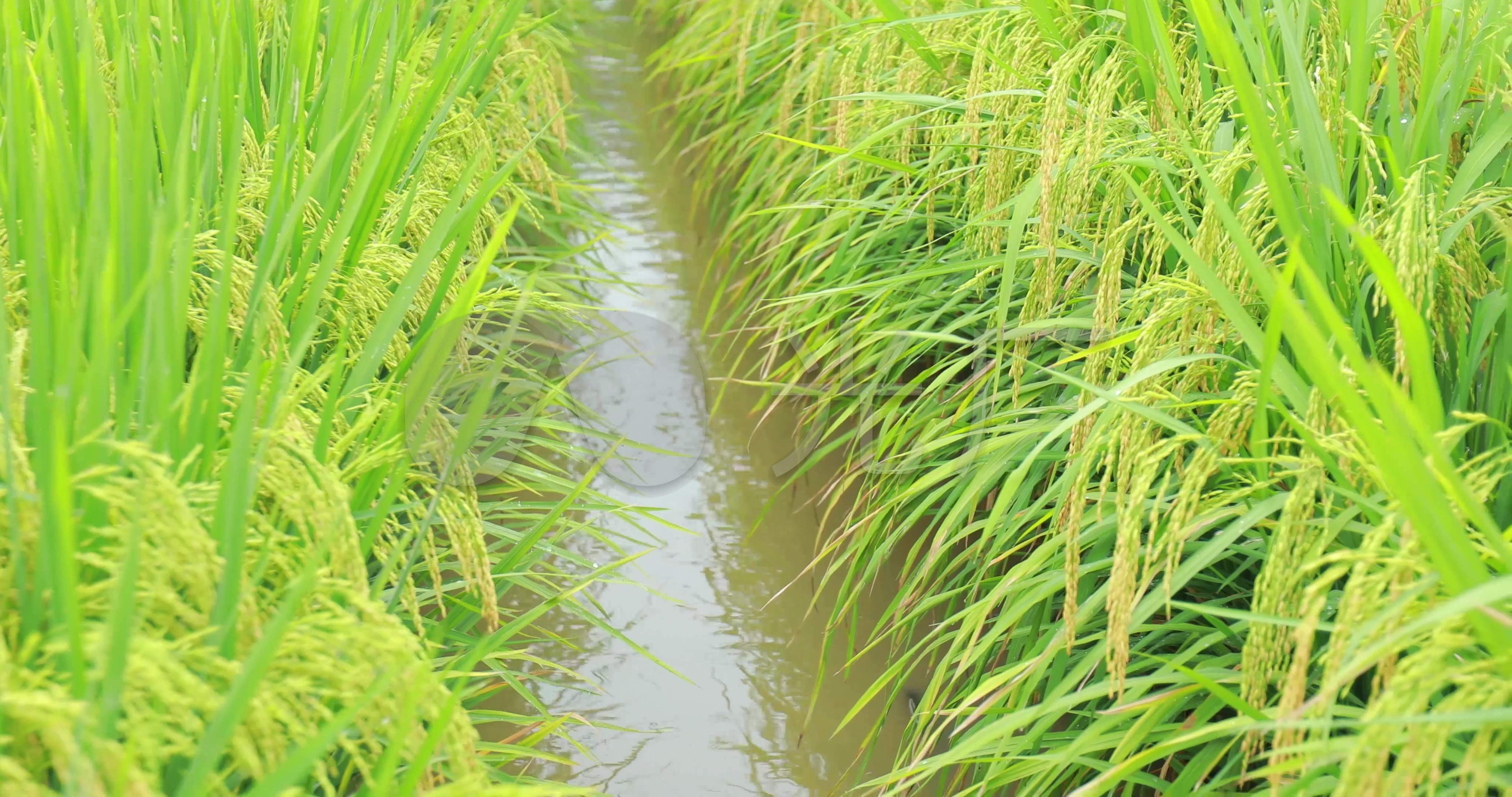 广西稻田养鱼模式下的水稻栽培技术要点_种植