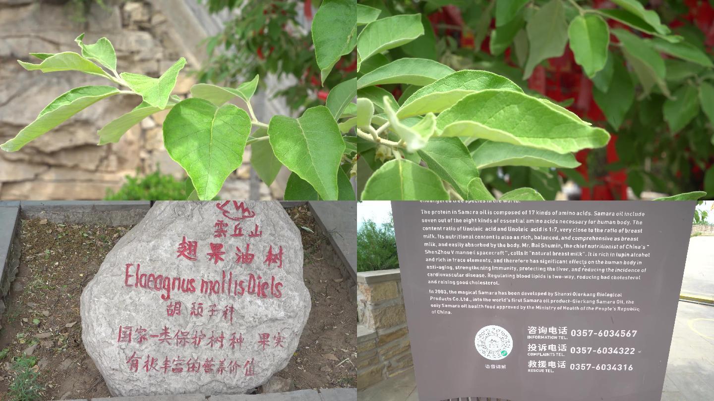 云丘山翅果油树