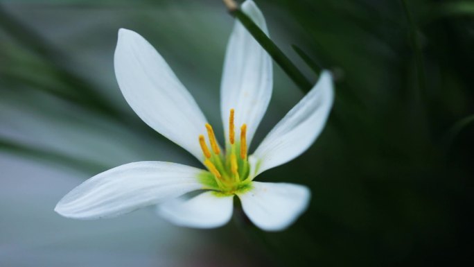 洁白的花朵