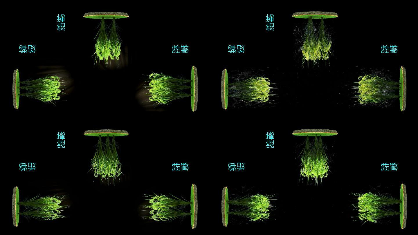 水稻 抽穗 动画  全息3画面