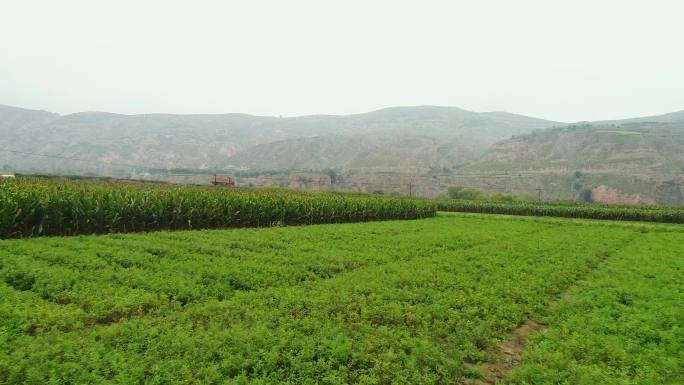 甘肃大山中的田地规模化种植玉米农作物H