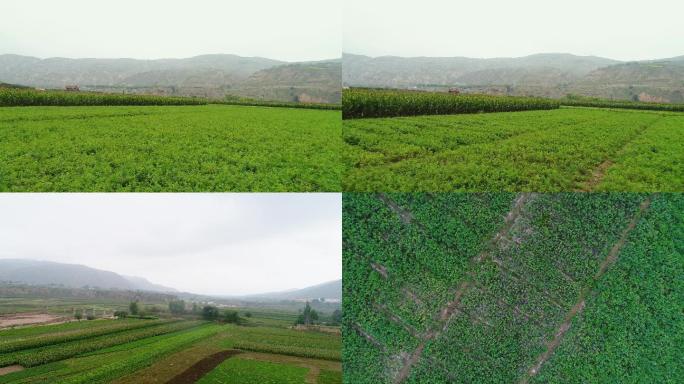 甘肃大山中的田地规模化种植玉米农作物H