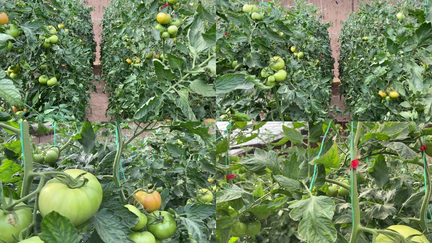 西红柿蔬菜大棚种植