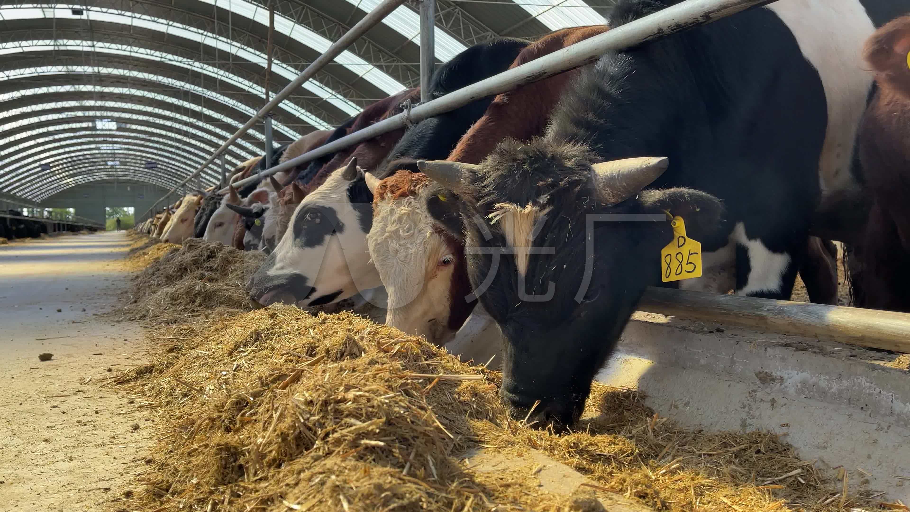 德民养殖鲁西黄牛犊黄牛多少钱一头鲁西黄牛生长速度-阿里巴巴