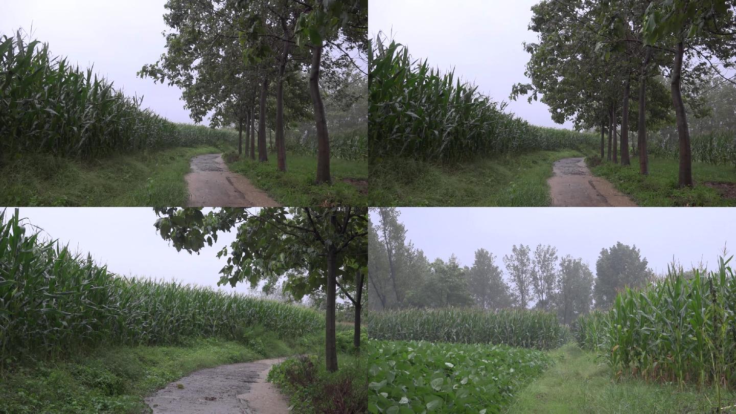 暴雨袭击农村农田道路积水严重