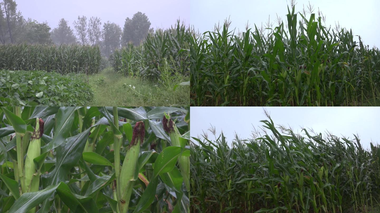 暴雨袭击农田玉米地