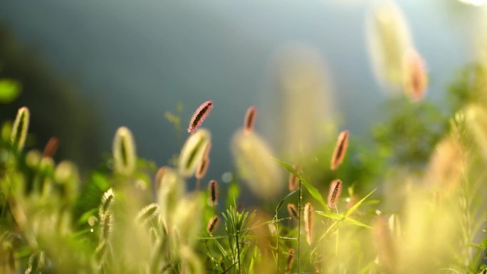 唯美空镜头狗尾巴草