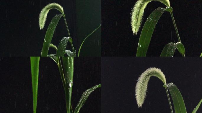 4k唯美雨中小草