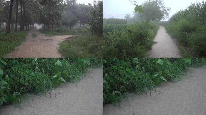 狂风暴雨袭击农村道路农田树木积水严重