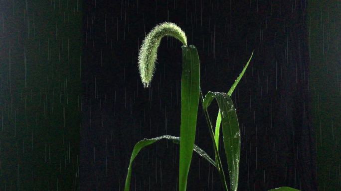 4k唯美雨中小草