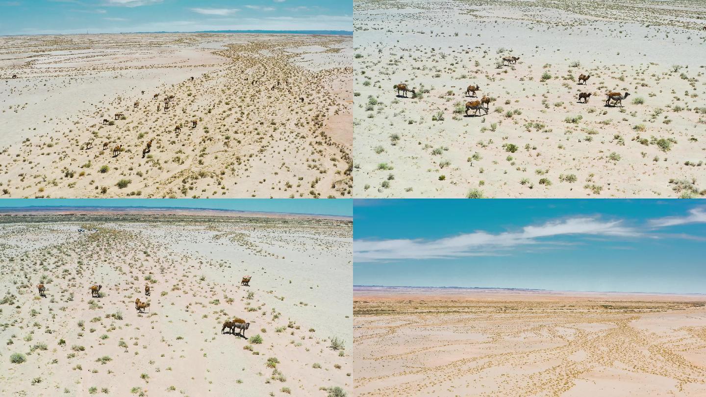 4K航拍沙漠骆驼