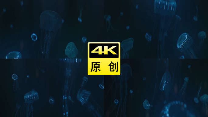 三维海底光线水母动画特效