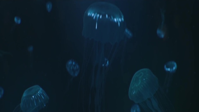 三维海底光线水母动画特效