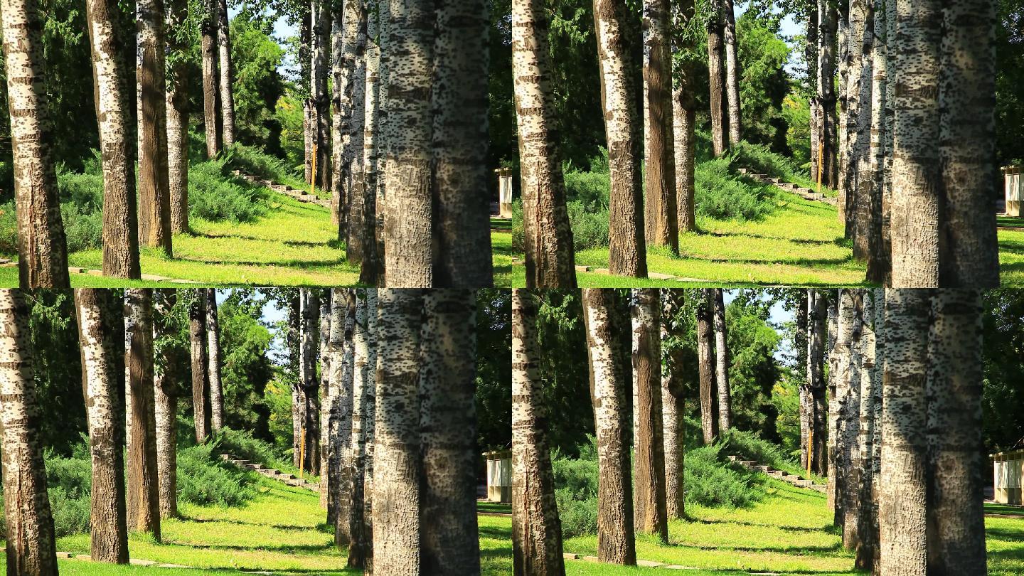 公园里一排大杨树