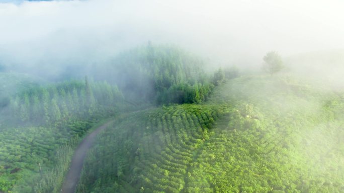 高山茶园云雾航拍生态茶山自然风景