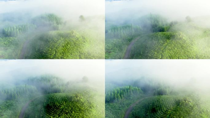 高山茶园云雾航拍生态茶山自然风景