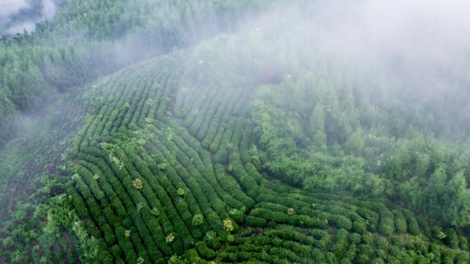 唯美高山茶园云雾航拍生态茶山视频素材