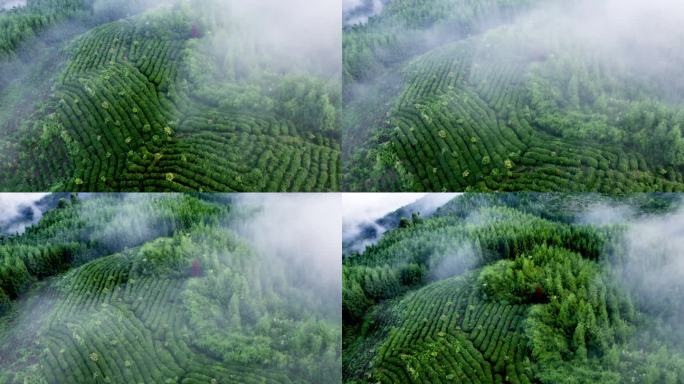 唯美高山茶园云雾航拍生态茶山视频素材