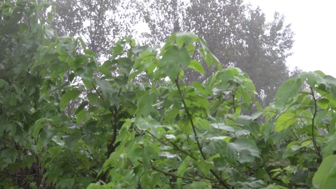 暴雨袭击农村野外树木坑塘积水