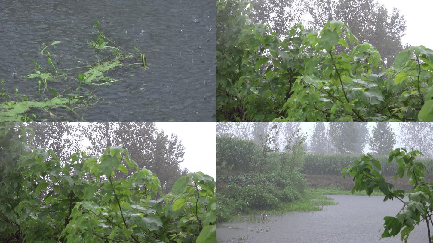 暴雨袭击农村野外树木坑塘积水