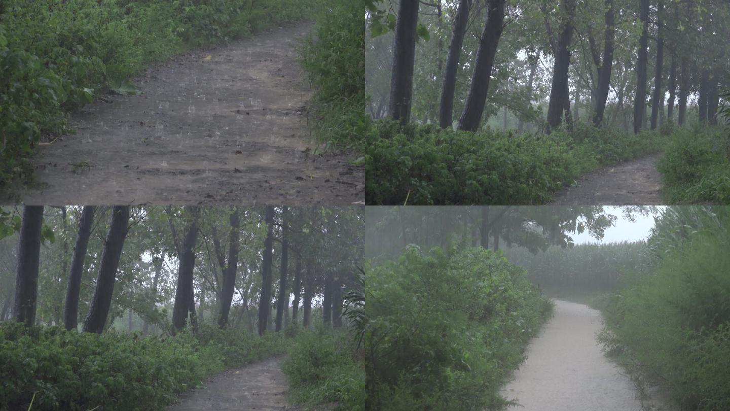 暴雨袭击农村树木道路积水严重