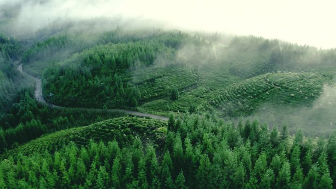 航拍茶园云雾生态茶山茶叶生长唯美缥缈