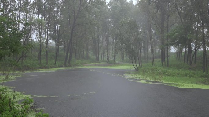 暴雨袭击农村水库大树倒伏