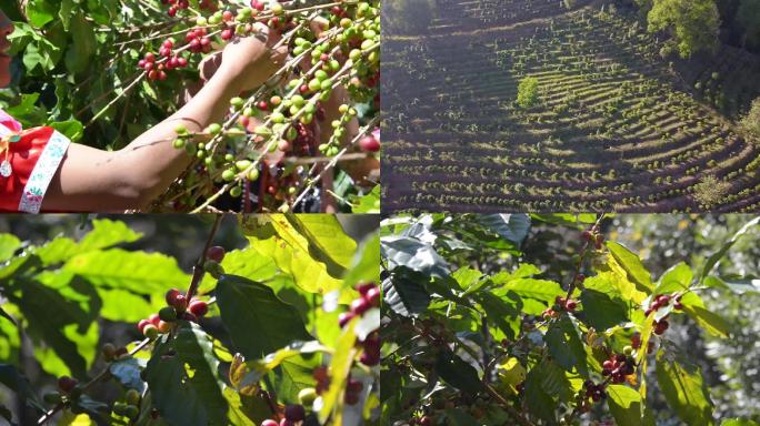 云南咖啡豆产区，种植园及采摘