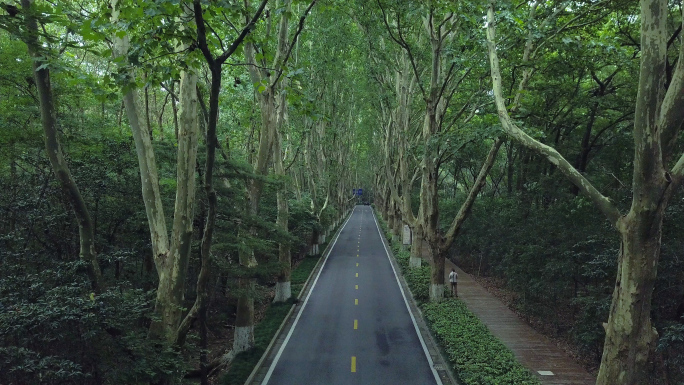 紫金山植物园路梧桐树航拍