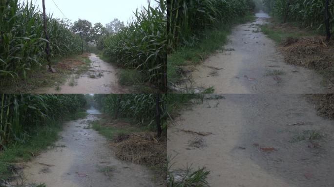 狂风暴雨袭击农田树木积水严重