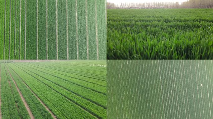 麦田麦苗农业类宣传片素材农田