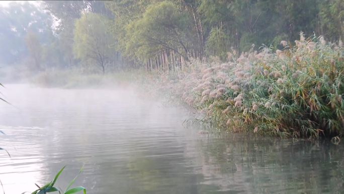雾气中的湖畔芦苇