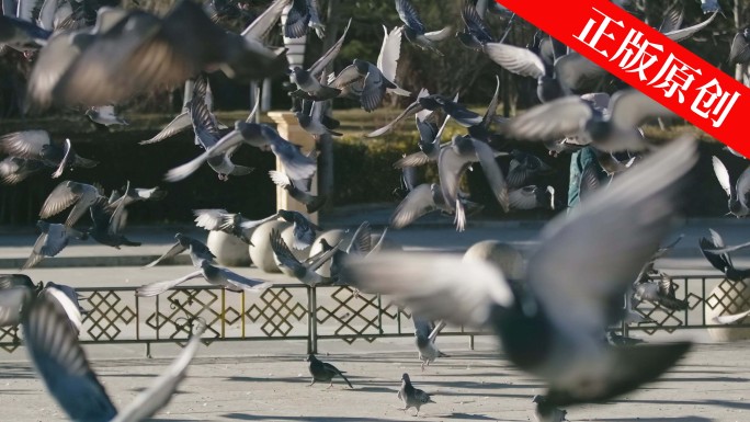4K广场鸽子游客喂食起飞慢动作