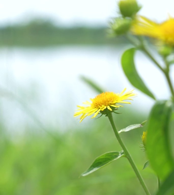 【竖屏】夏天小黄花蝴蝶蓝天