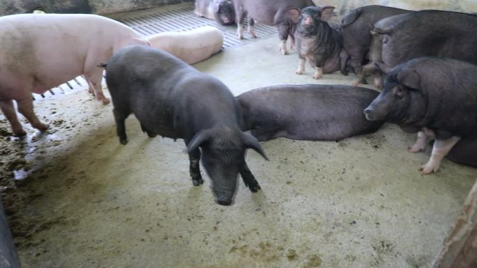 实拍农村猪场养生猪视频素材