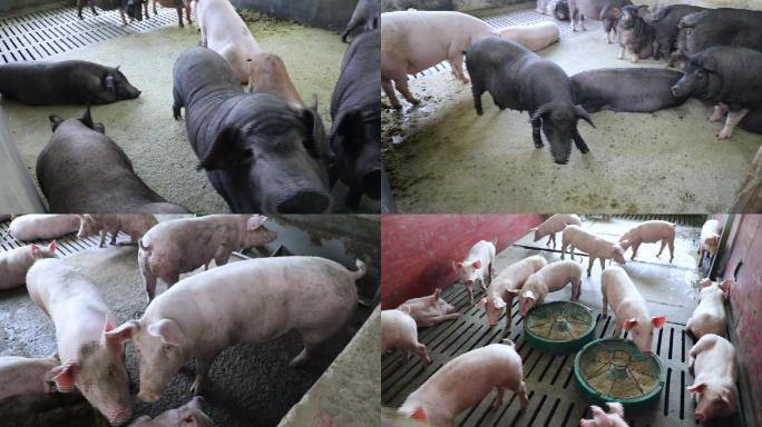 实拍农村猪场养生猪视频素材