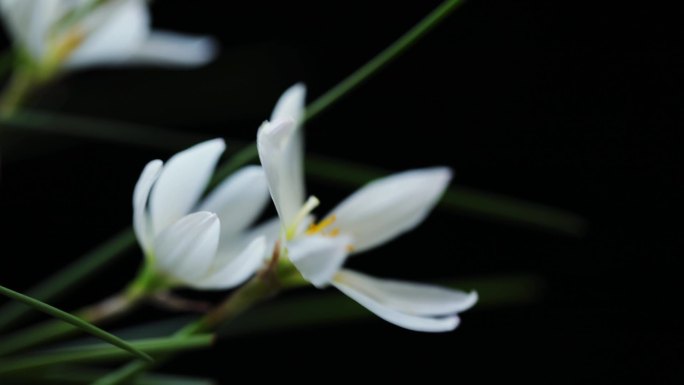 白色的韭菜莲花朵