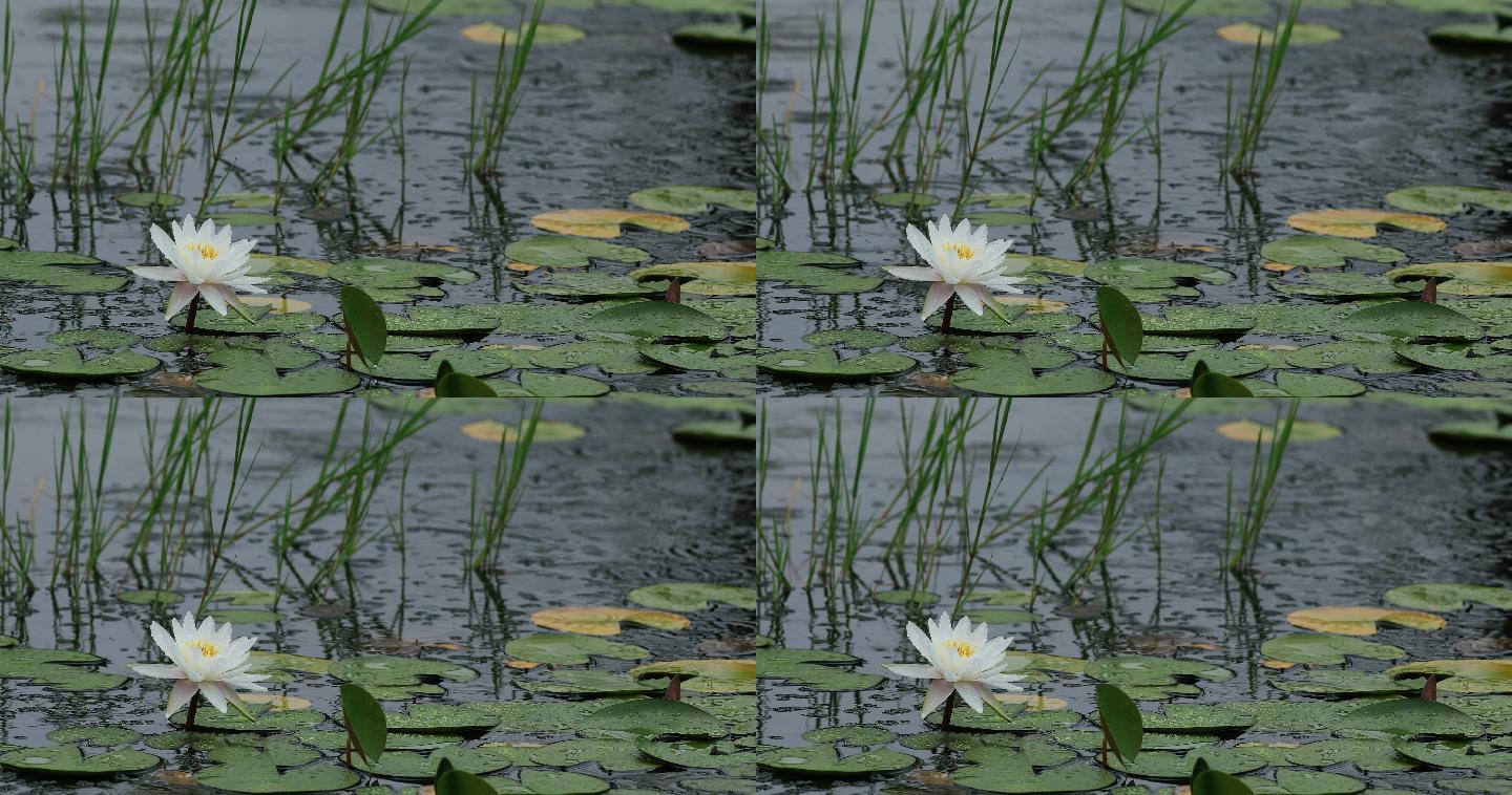 4K雨中池塘白色睡莲盛开09