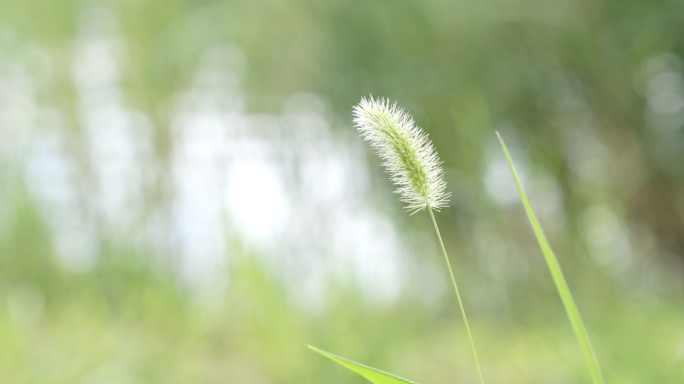 夏天空镜花朵蓝天蜜蜂蝴蝶狗尾巴草