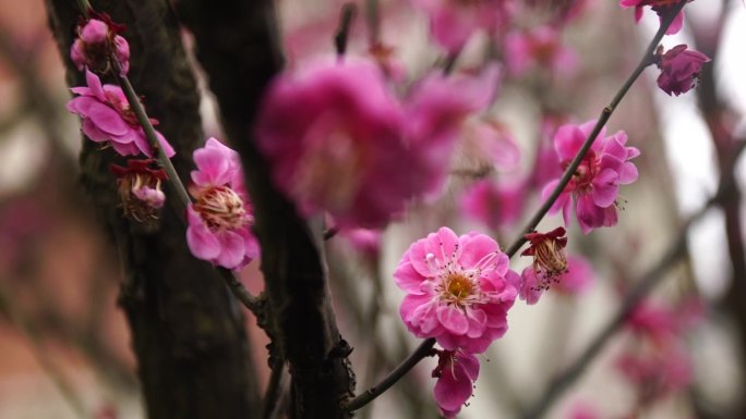 梅花 梅花树腊梅红梅寒梅梅树开花