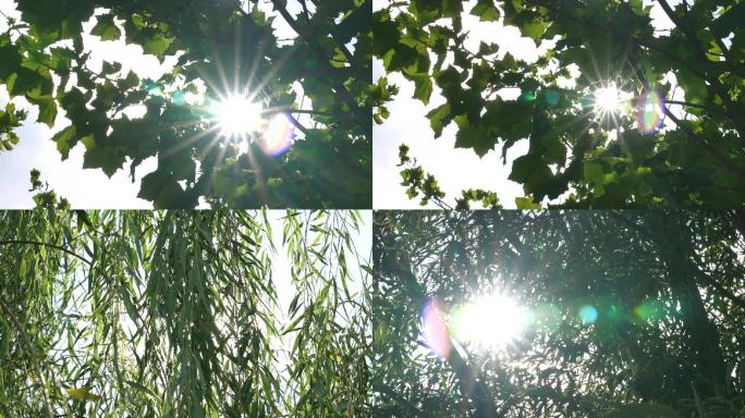 夏天阳光透过树叶缝隙逆光