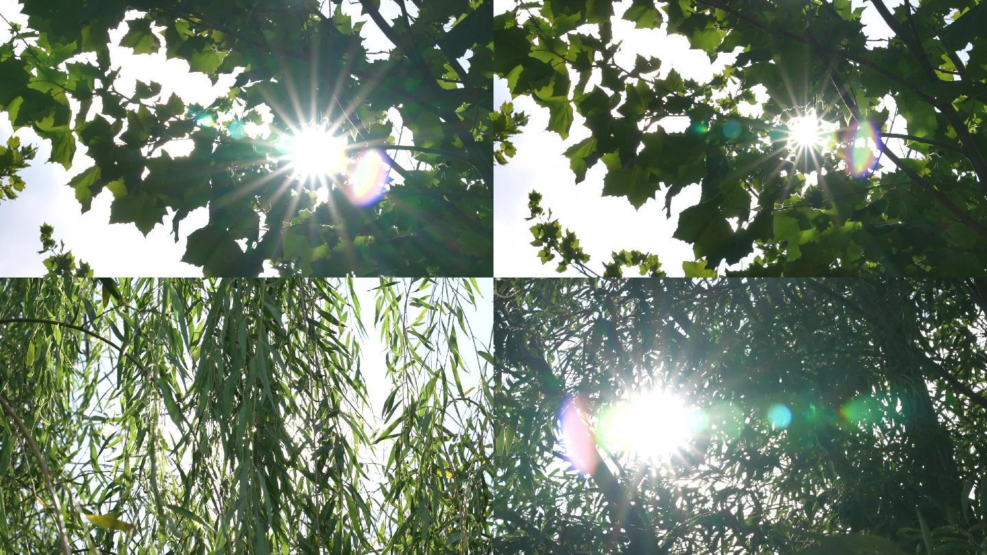 夏天阳光透过树叶缝隙逆光