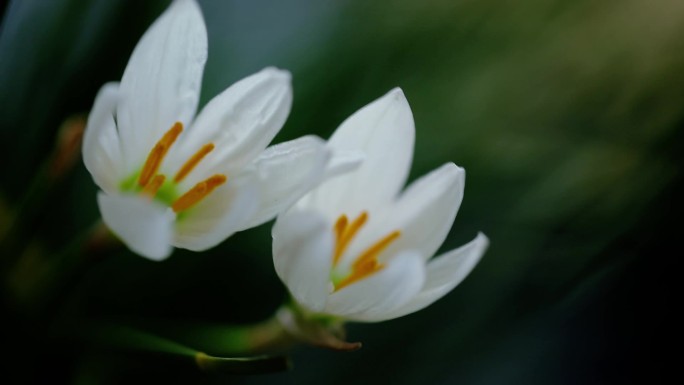 风雨花观赏花卉鲜花洁白的花朵