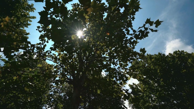 4K公园小道阳光透过树叶光影移动创意空镜