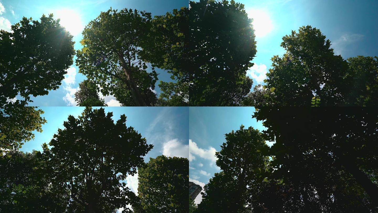 4K公园小道阳光透过树叶光影移动创意空镜