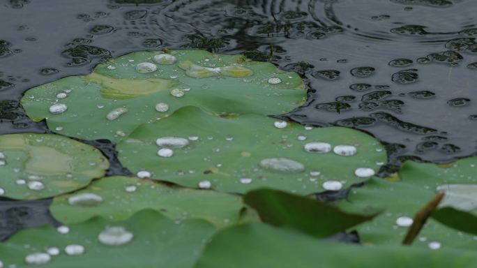 4K雨中池塘荷叶水珠01